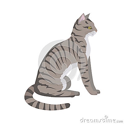 Toyger Cat Vector Flat Design Illustration Vector Illustration