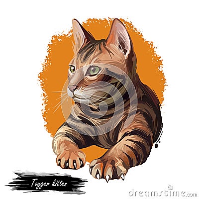 Toyger kitten breed of domestic cat isolated on white. Domestic shorthaired tabbies, toy tiger. Digital art illustration of pussy Cartoon Illustration