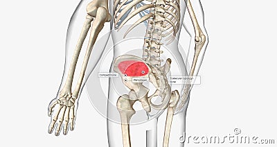 Trabecular or spongy bone is found in the center of the bone Stock Photo