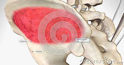 Trabecular or spongy bone is found in the center of the bone Stock Photo