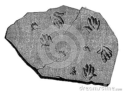 We traced their steps. fossil footprints of Labyrinthodon., vintage engraving Vector Illustration