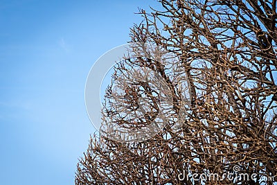 Tracery of leafless branches against a blue sky Stock Photo