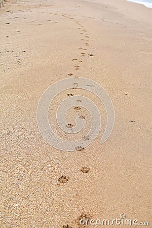 Traces from the beast on the sand, traces from the dog on the beach, traces on the sand from the dog along the sea, beach Stock Photo