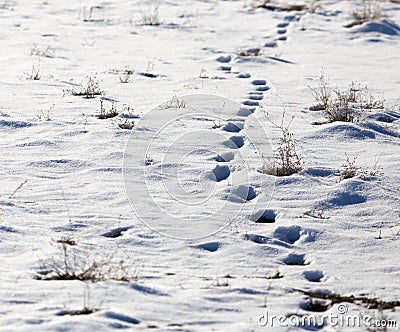 Traces of the beast in the snow Stock Photo