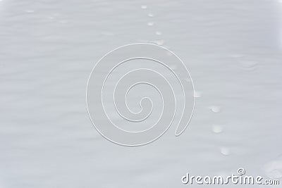 Traces of the beast on white snow in the forest. Stock Photo