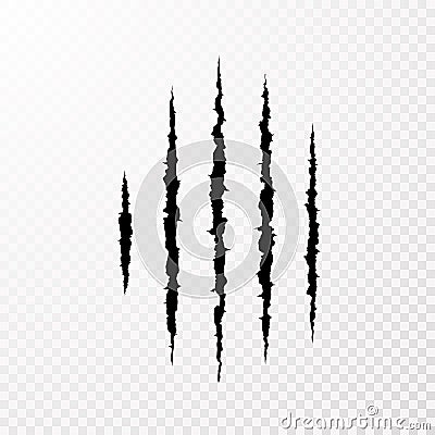 Traces from the claws of the monster. Claw scratch mark. Animal scratch on transparent background. Shred paper. Vector Vector Illustration