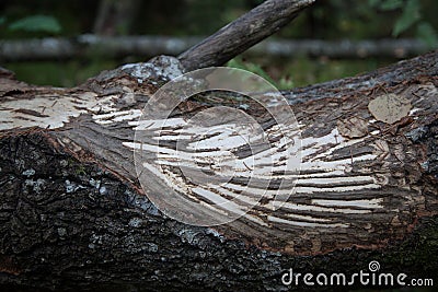 Traces of hare teeth Stock Photo