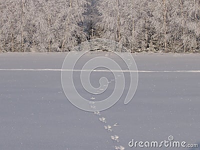Traces of a hare Stock Photo