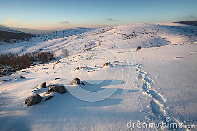 Traces Of Hiker With Snowshoes Prints On The Snow Stock Photo