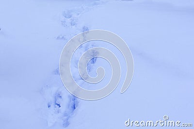 Traces of man in deep snow. Stock Photo