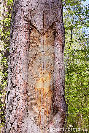 Traces and notches on the trunk of the tree after the collection of pine resin. Stock Photo