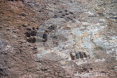 Traces of paws of the brown bear in the dry dirt of the thermal Stock Photo