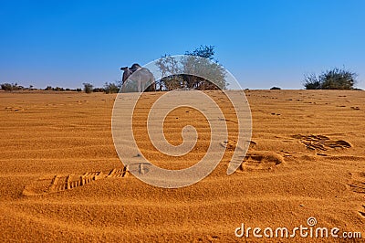 Traces of people on the wind ripples in the Sahara with a green acacia bush and camels in the background Stock Photo