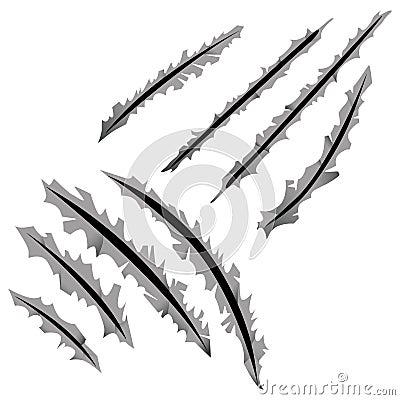 traces of scratches from wild animal claws, paws Vector Illustration