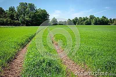 Traces of a vehicle's wheels on the green landscape surrounded by trees Stock Photo