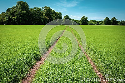 Traces of a vehicle's wheels on the green landscape surrounded by trees Stock Photo