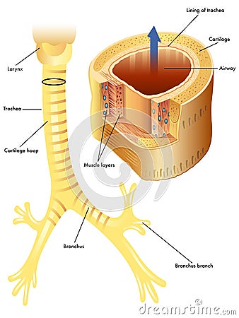 Trachea Vector Illustration