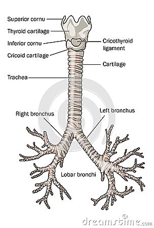 The trachea and bronchi Vector Illustration