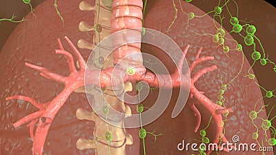 Trachea Stock Photo