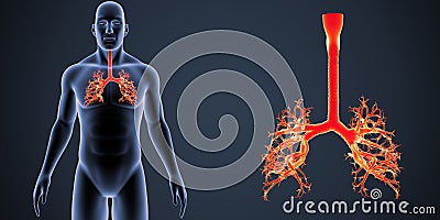 Trachea zoom with Body Anterior view Stock Photo