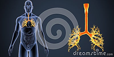 Trachea zoom with Organs Anterior view Stock Photo