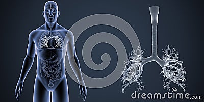 Trachea zoom with Organs Anterior view Stock Photo