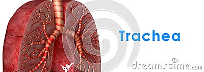 Trachea Stock Photo