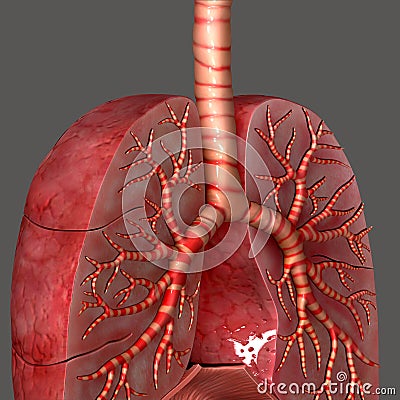 Trachea Stock Photo