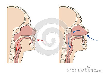 Trachea and esophagus function Stock Photo