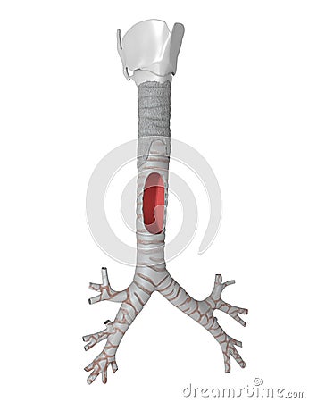 Trachea - Pulmonary System Cartoon Illustration
