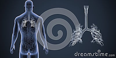 Trachea zoom with Anatomy Posterior view Stock Photo
