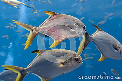 Trachinotus blochii or snubnose pompano in Atlantis, Sanya, Hainan, China.. Pompanos are marine fishes in the genus Trachinotus in Stock Photo