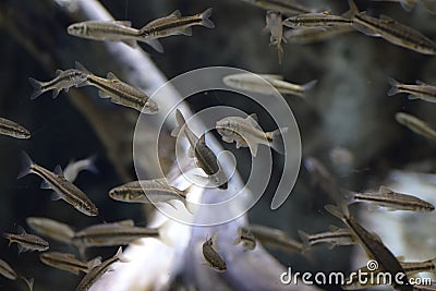 Trachurus trachurus swimming in aquarium Stock Photo