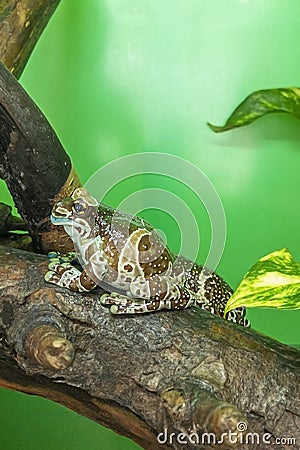 Trachycephalus resinifictrix Is species of tailless amphibians from tree frog family Hylidae Stock Photo