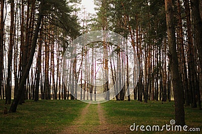 Track in beautiful spring pine trees forest. Peaceful time. Clean environment Stock Photo