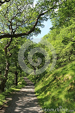 Track with footpath through avenue of trees Stock Photo