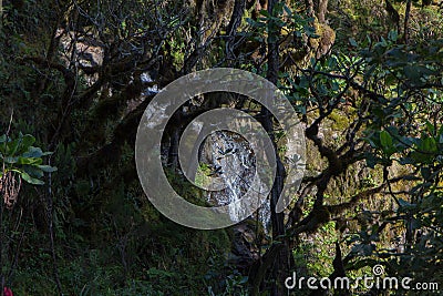 Track on Kilimanjaro on the Machame Route Whiskey Stock Photo