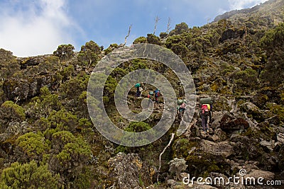 Track on Kilimanjaro on the Machame Route Whiskey Editorial Stock Photo