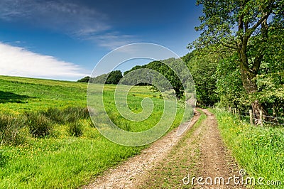 A track running alongside a meadow and woodland. Stock Photo