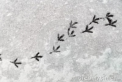 Track from the tracks of a pigeon in the snow. Abstract natural snow background Stock Photo