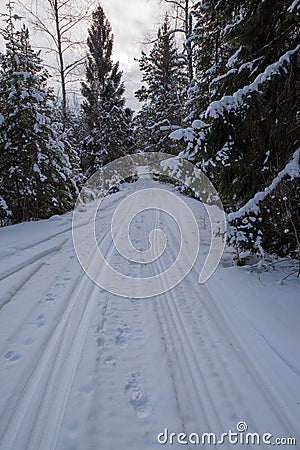 Tracks for crosscountry skiing in a swedish forest february 2018 Stock Photo