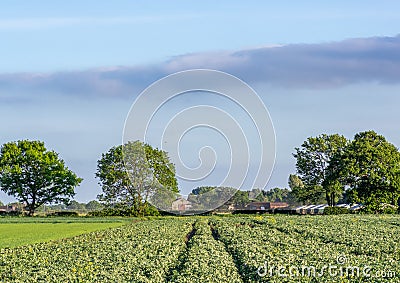 Green field with wheel tracks Stock Photo