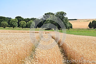 tracks in a grain field Stock Photo