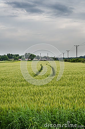 Tracks through green field Stock Photo