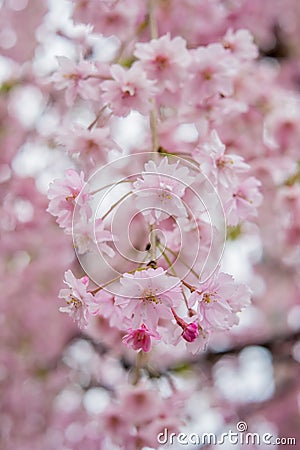 Beautiful pink ShidarezakuraWeeping Cherry on the Nicchu Line,Kitakata,Fukushima,Tohoku,Japan Stock Photo