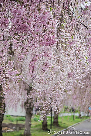 Beautiful pink ShidarezakuraWeeping Cherry on the Nicchu Line,Kitakata,Fukushima,Tohoku,Japan Stock Photo