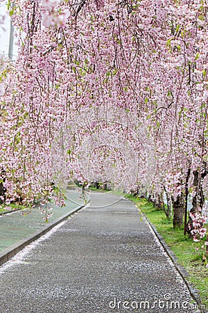 Beautiful pink tunnels of ShidarezakuraWeeping Cherry blossoms on the Nicchu Line,Kitakata,Fukushima,Tohoku,Japan Stock Photo