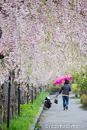 Beautiful pink tunnels of ShidarezakuraWeeping Cherry blossoms on the Nicchu Line,Kitakata,Fukushima,Tohoku,Japan Stock Photo