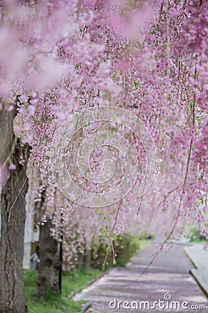 Beautiful pink tunnels of ShidarezakuraWeeping Cherry blossoms on the Nicchu Line,Kitakata,Fukushima,Tohoku,Japan Stock Photo