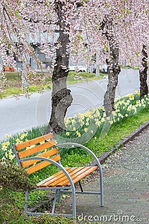 The bench under beautiful pink ShidarezakuraWeeping Cherry blossoms on the Nicchu Line,Kitakata,Fukushima,Tohoku,Japan. Stock Photo